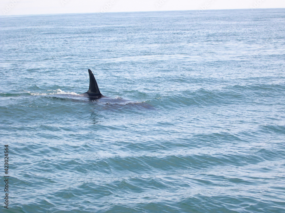 Fototapeta premium Orca fin