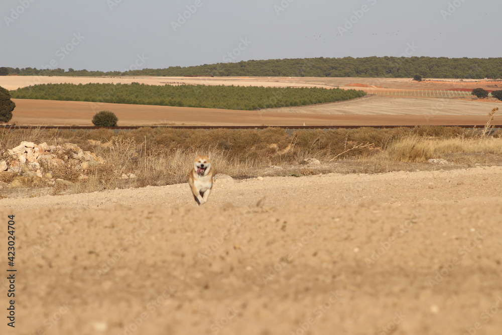 Naklejka premium deer in the meadow