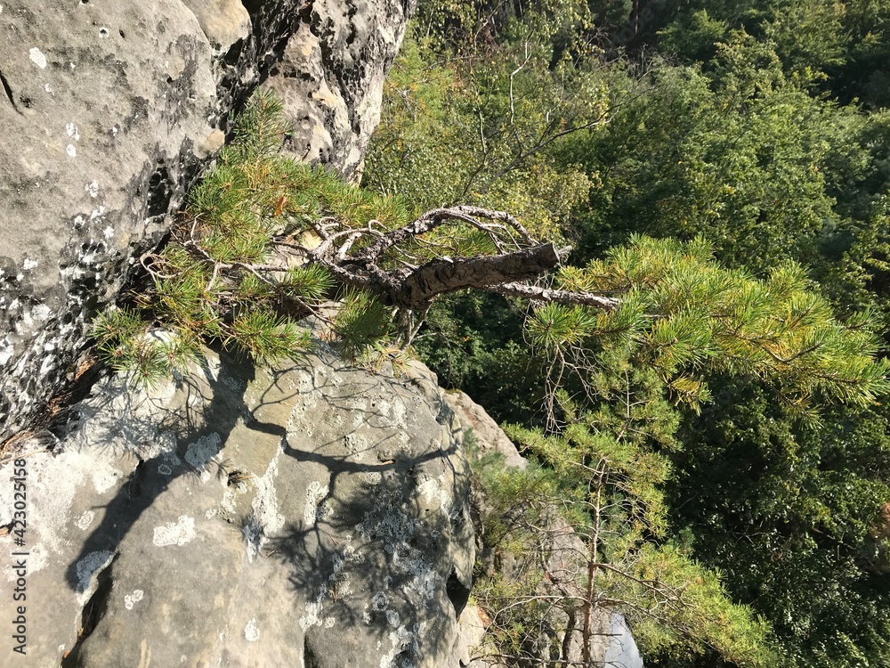 Obraz premium Baum am Fels