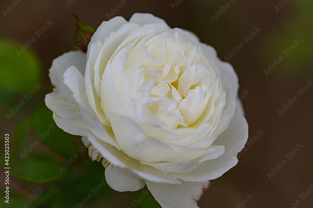 white rose with dew white rose with dew
