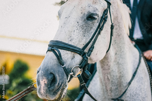Fototapeta Naklejka Na Ścianę i Meble -  White horse portrait