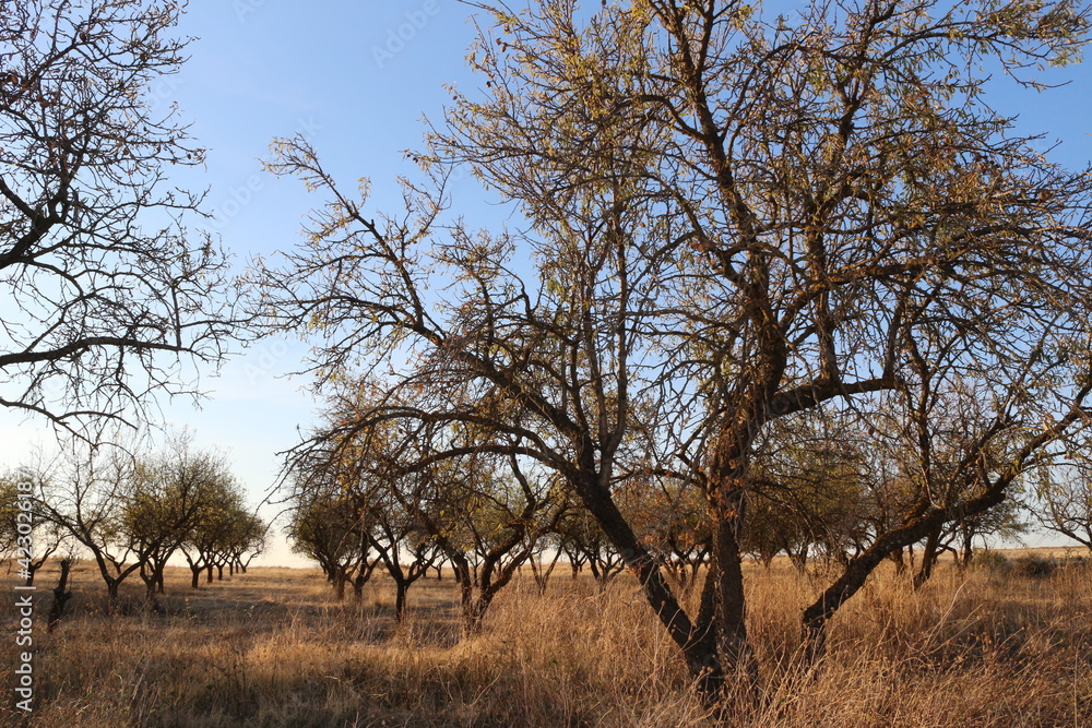trees in the field trees in the field