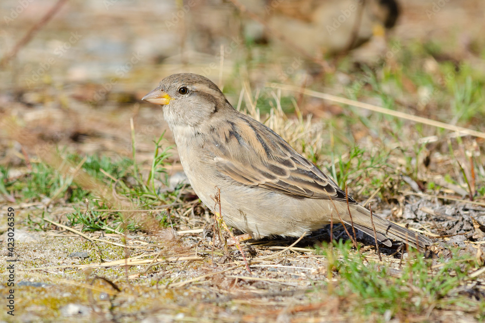 Sparrow Sparrow