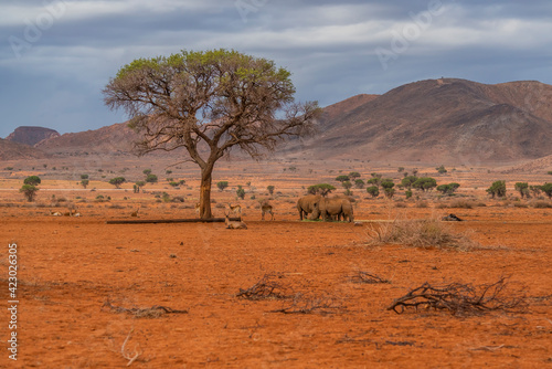 Three black rhinos at the savana in Namibia, background mountain landscape