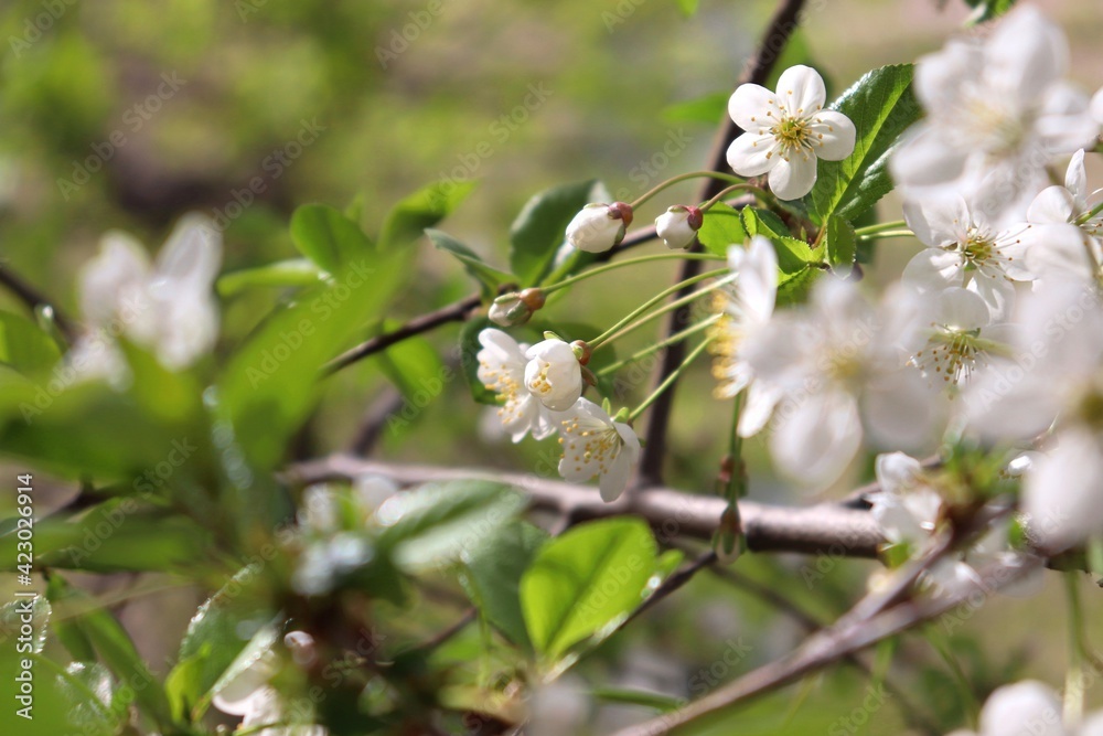 Fototapeta premium White cherry flowers and buds among fresh green leafs in a spring garden. Macro of blooming fruit tree. Cherry blossom closeup.