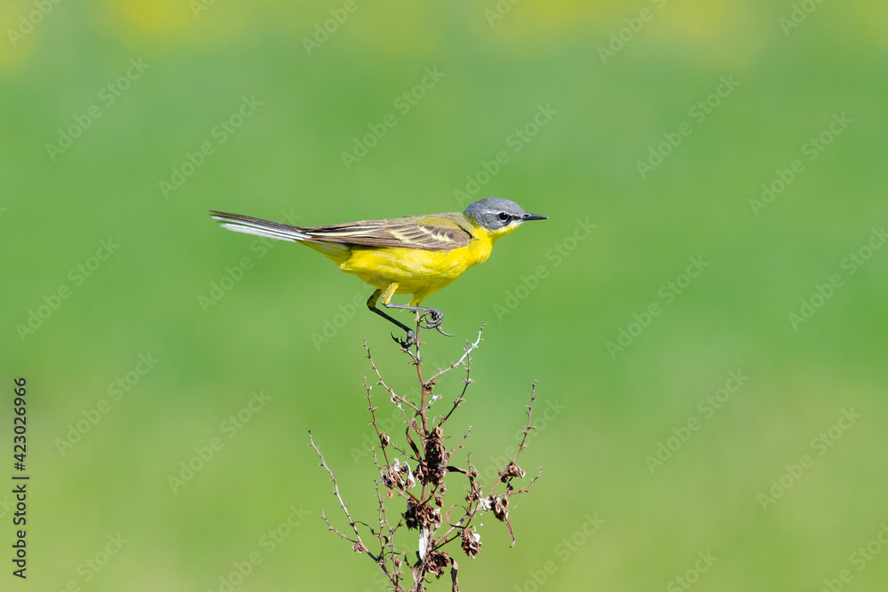 Wagtail Wagtail