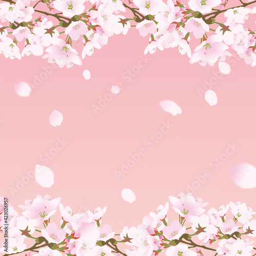 桜上下の正方形のフレームと散る桜の花びらピンク