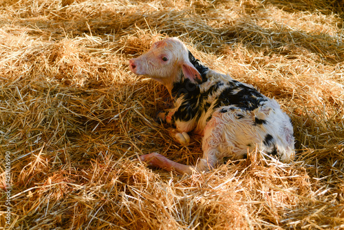 holstein veal just born