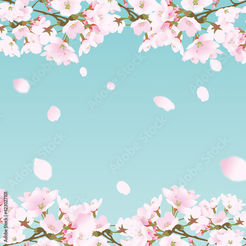 桜上下の正方形のフレームと散る桜の花びら青緑