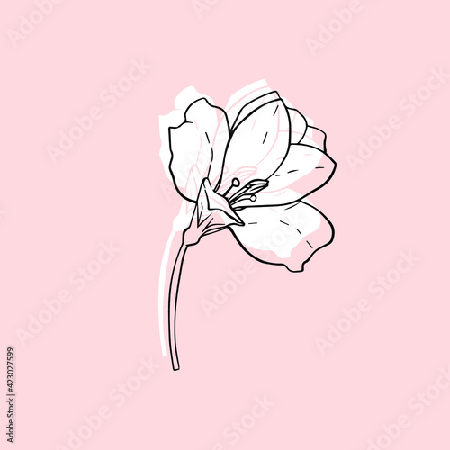 lily flower vector outline sketch