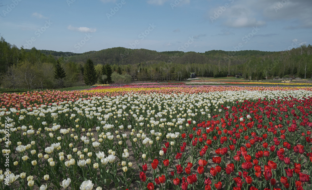 滝野すずらん丘陵公園のチューリップ畑 Stock Photo Adobe Stock