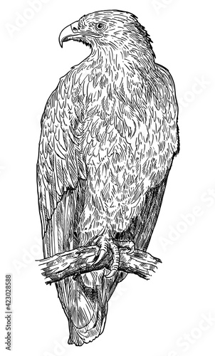 Steppe Eagle Bird. Vector Drawing or Illustration