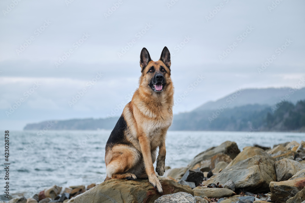 Shepherd dog show breeding black and red color and space for text. German Shepherd on rocky beach. Dog sits on rocks against background of blue raging ocean, looks into distance and poses beautifully. Shepherd dog show breeding black and red color and space for text. German Shepherd on rocky beach. Dog sits on rocks against background of blue raging ocean, looks into distance and poses beautifully.