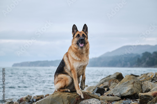 Shepherd dog show breeding black and red color and space for text. German Shepherd on rocky beach. Dog sits on rocks against background of blue raging ocean, looks into distance and poses beautifully.