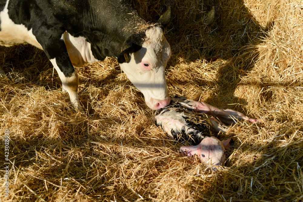 holstein mother cow and new born veal Photos Adobe Stock