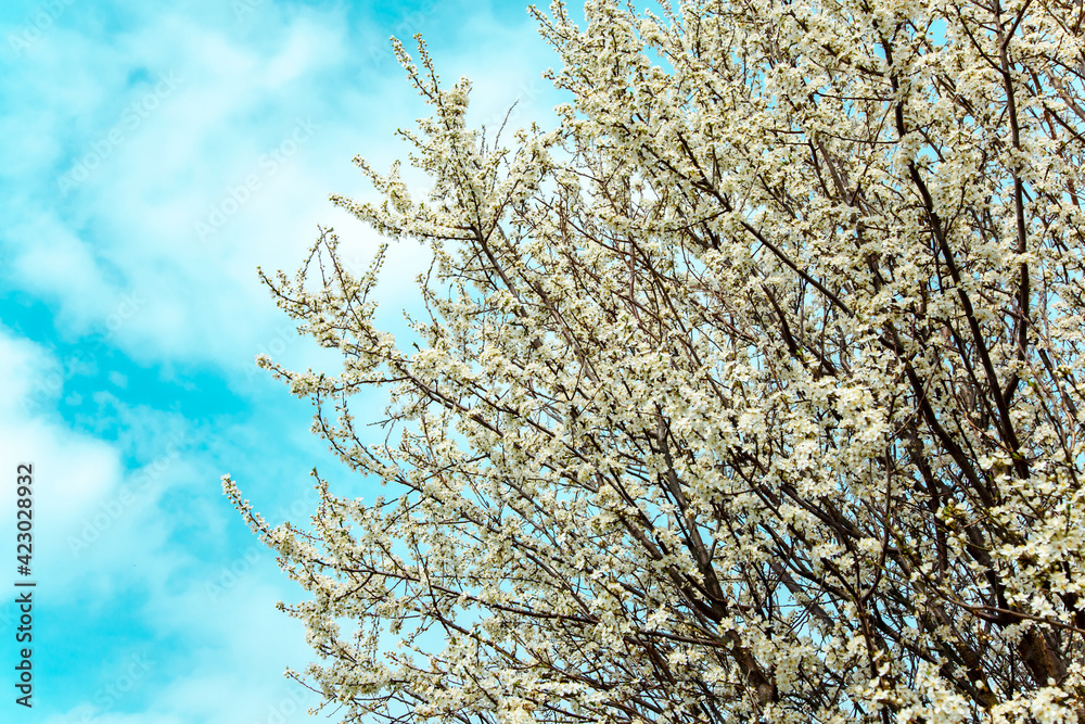 Springtime with white cherry blossoms against blue sky in sunshine. Beautiful cherry tree with tender flowers. Amazing spring blossom Springtime with white cherry blossoms against blue sky in sunshine. Beautiful cherry tree with tender flowers. Amazing spring blossom