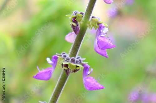 Close-up of a Plectranthus barbatus's flowers.