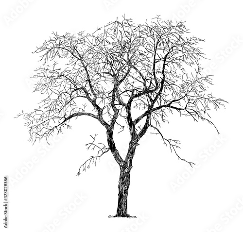 Old Cherry Tree Winter Silhouette, Vector Drawing or Illustration