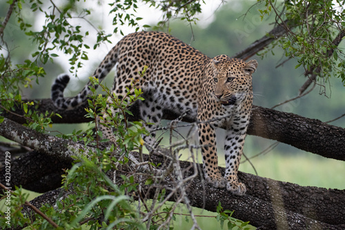 A Female Leopard seen on a safari in South Africa