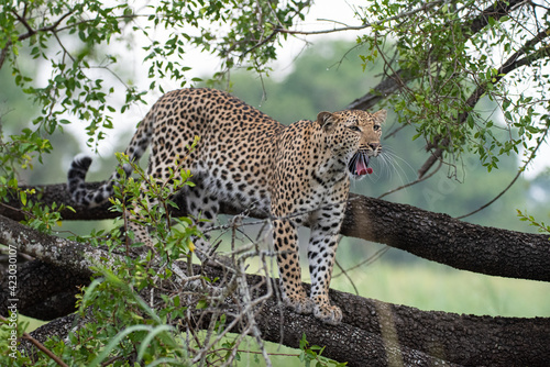 A Female Leopard seen on a safari in South Africa