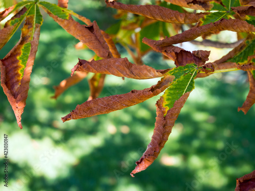 Dried and diseased brown twisted chestnut leaves photo