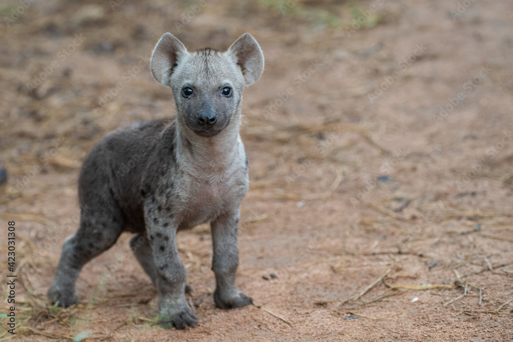 Fototapeta premium A Hyena cub seen on a safari in South Africa