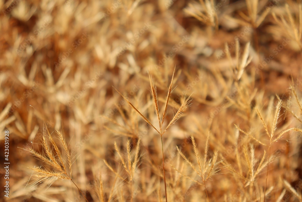 Close-up of dry Gymnopogon foliosus in the sunlight. Close-up of dry Gymnopogon foliosus in the sunlight.