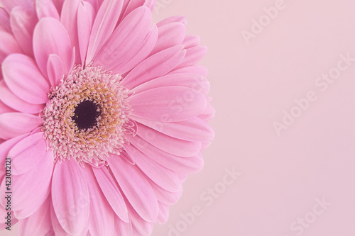 Close-up of unraveled pink flower on a pink background. Part of a flower. Gerbera. Horizontal photo. Place for your text.