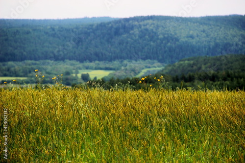 wheat golden field
