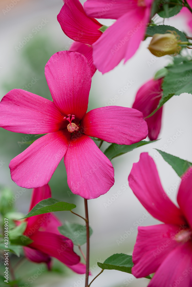 Beautiful purple hibiscus flower close up Beautiful purple hibiscus flower close up