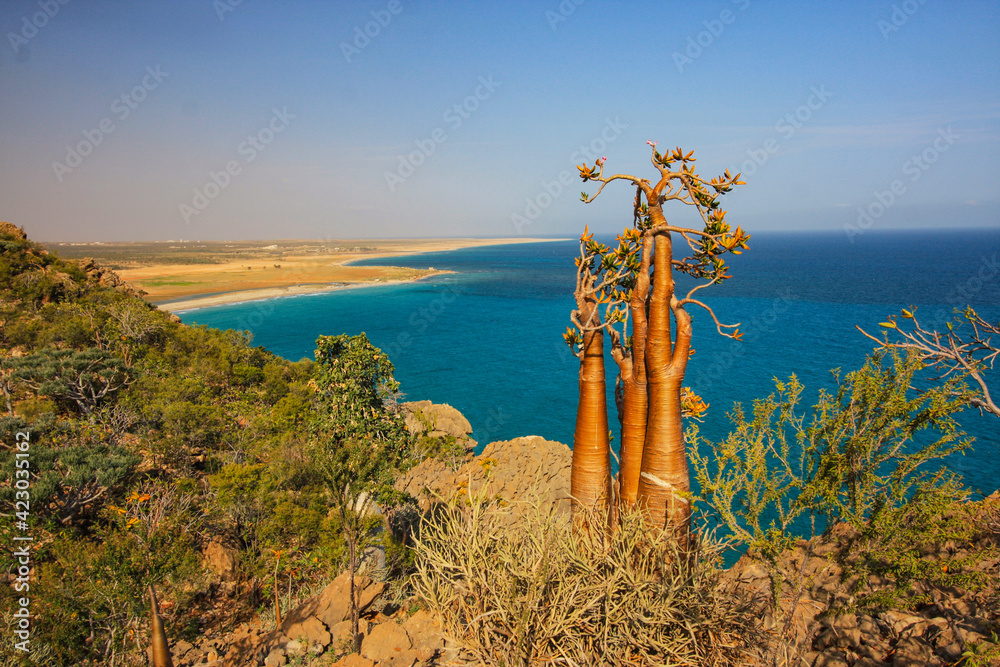 Desert Rose trees in Socotra Island of Yemen, Middle East