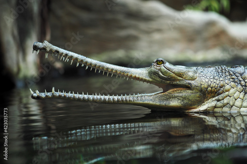 The crocodile gavial indian (Gavialis gangeticus) in reptile pavilion in the Prague Zoo