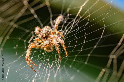 Garden spider on its web