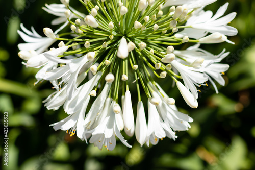 Top view of beautiful white flower agapanthus in a summer day. Closeup white agapanthus flower.