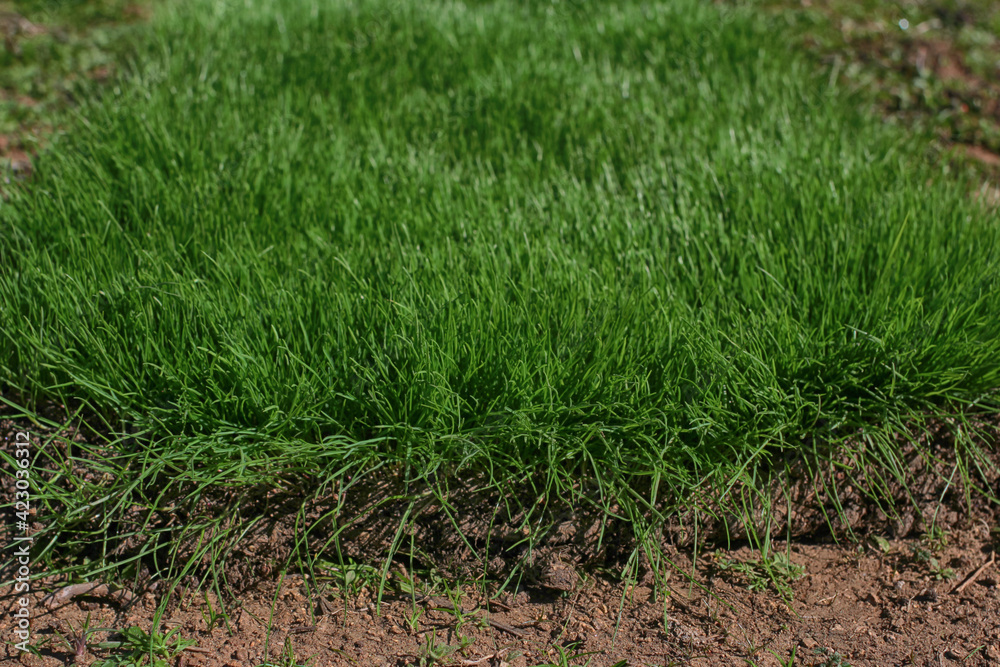 piece of natural organic grass on the ground at daylight piece of natural organic grass on the ground at daylight