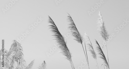 Soft and blurred grass flowers in aesthetic nature of early morning misty sky background. Quiet and calm image in minimal zen mood. 