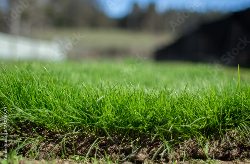 piece of natural organic grass to be planted above ground in daylight