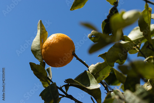 Closeup of natural and organic oranges. Beautiful orange tree with blue sky.