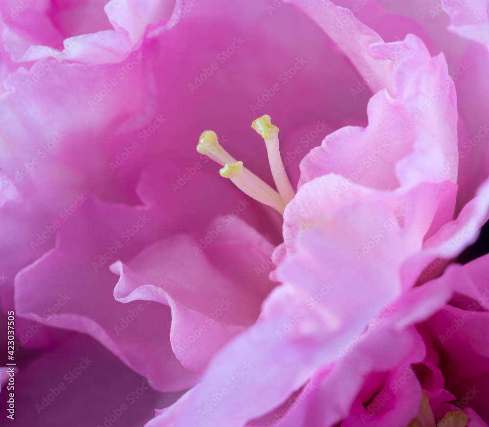 romantic pink flower , close up ,valentines day or mothers day celebration.