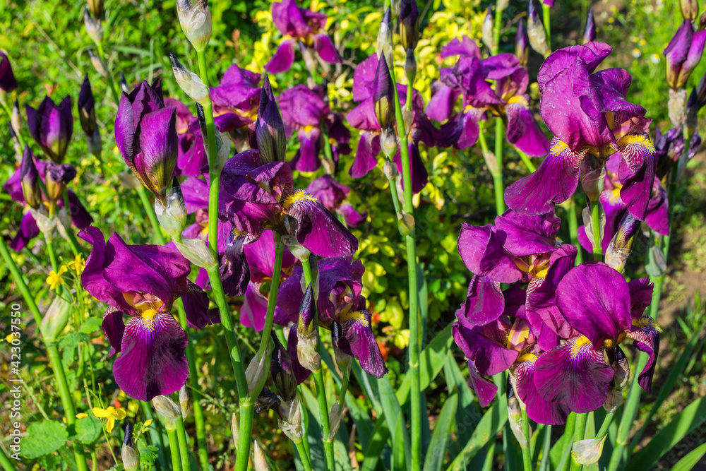 Flower bed in the garden. Dark lilac Irises aka Cockerel, aka Irideae flowers closeup. Flower bed in the garden. Dark lilac Irises aka Cockerel, aka Irideae flowers closeup.