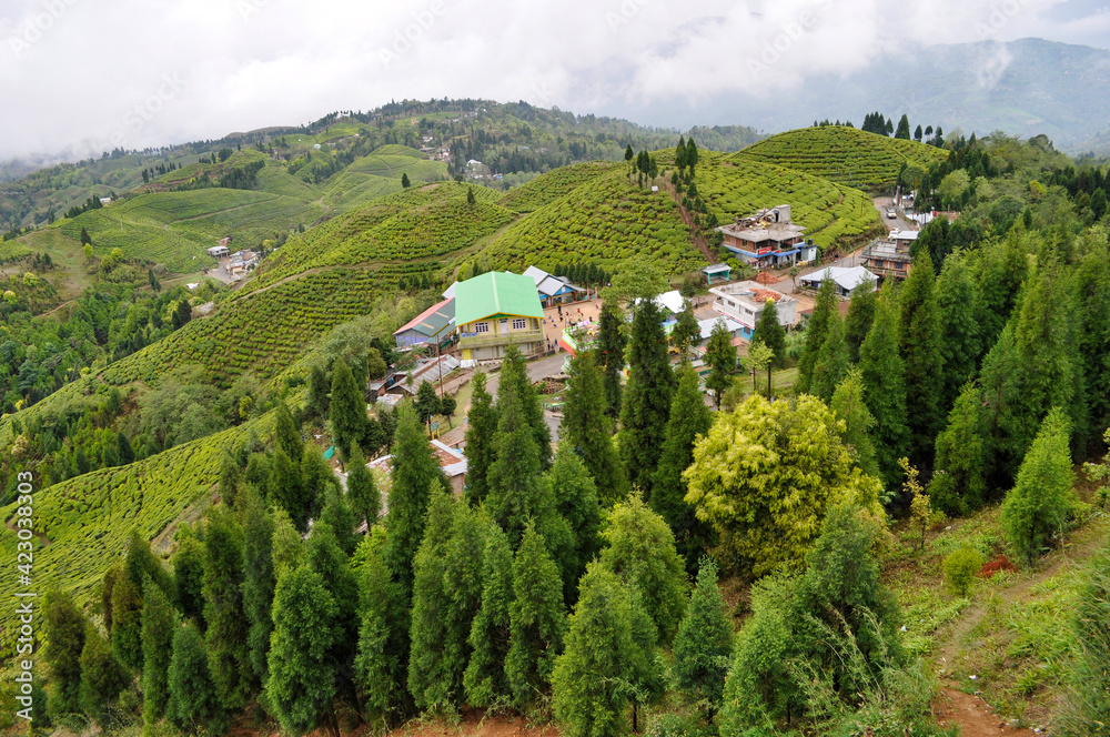 Organic Tea Garden in Darjeeling district.