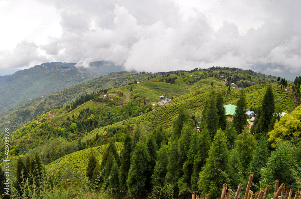 Organic Tea Garden in Darjeeling district.