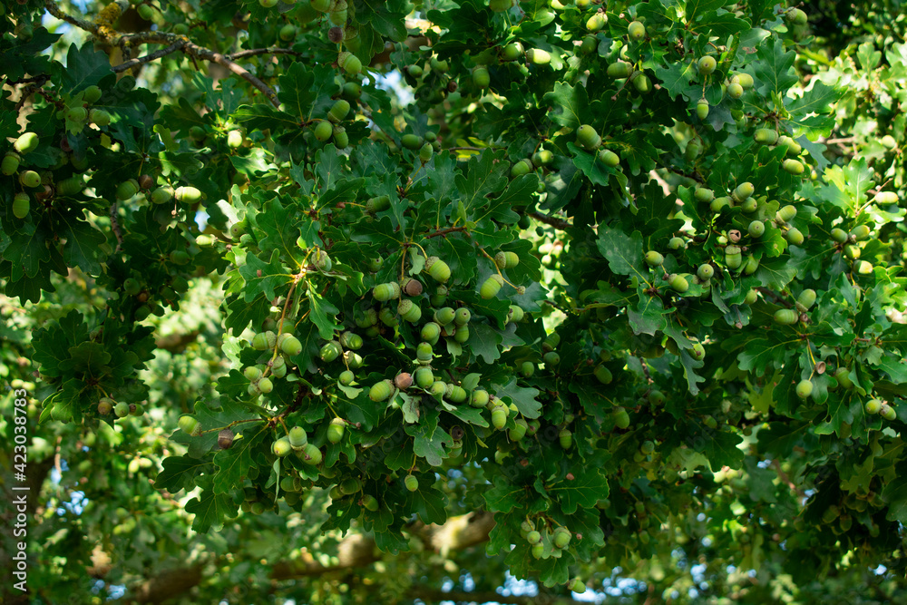 Eiche Eicheln Baum Eiche Eicheln Baum