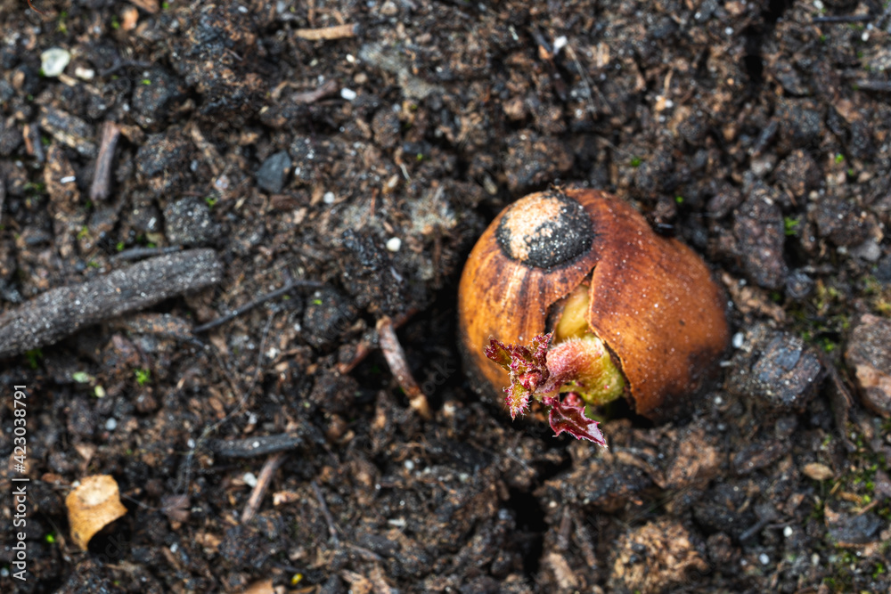 Growing Acorn, sprout starting to give leafs