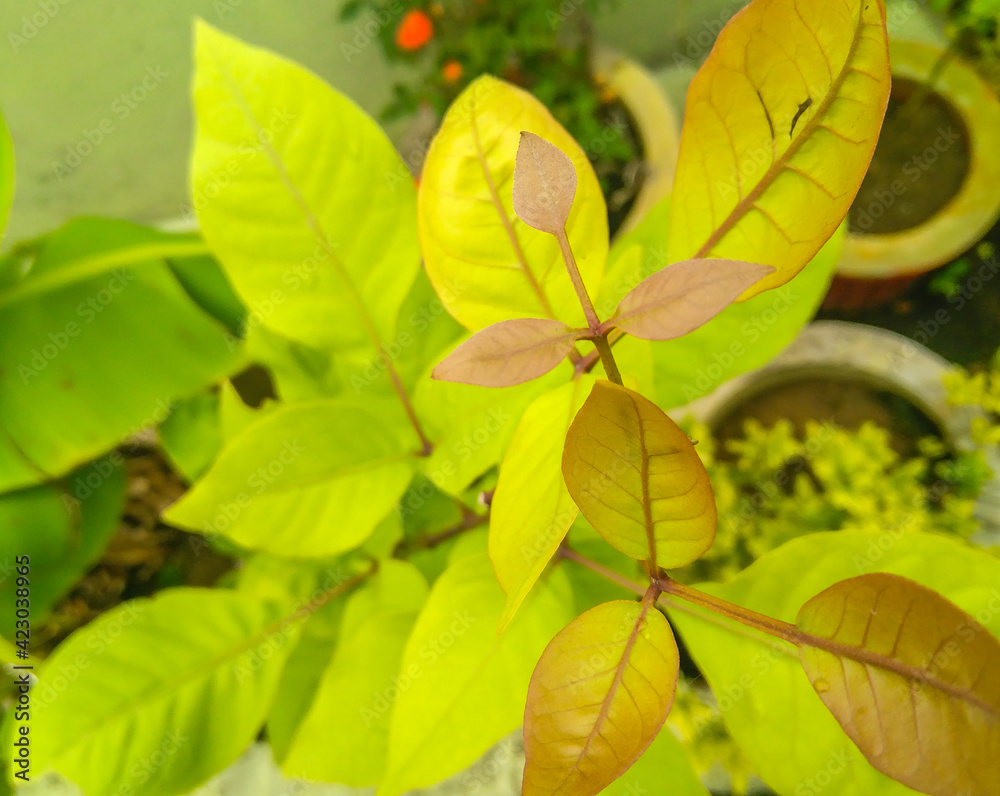 Obraz premium close up of green foliage leaves of plant growing in garden, nature photography