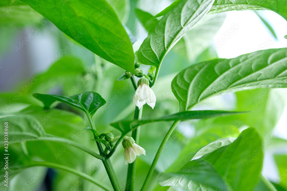 Obraz premium Close up pepper leaves and flowers of young pepper plant. A pepper transplant on windowsill at daylight.