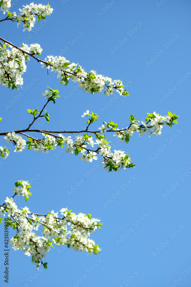 Branches of cherry tree with white flowers on blue sky background. Cherry tree blossom. Early spring garden. Fruit garden. Branches of cherry tree with white flowers on blue sky background. Cherry tree blossom. Early spring garden. Fruit garden.