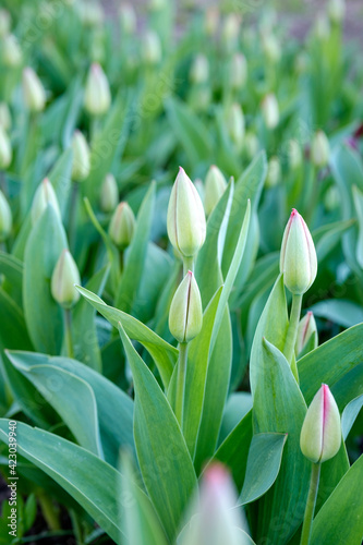 Close up of tulip buds on the blurred background. Green buds of flowers in garden. Early spring. Fresh young tulips.