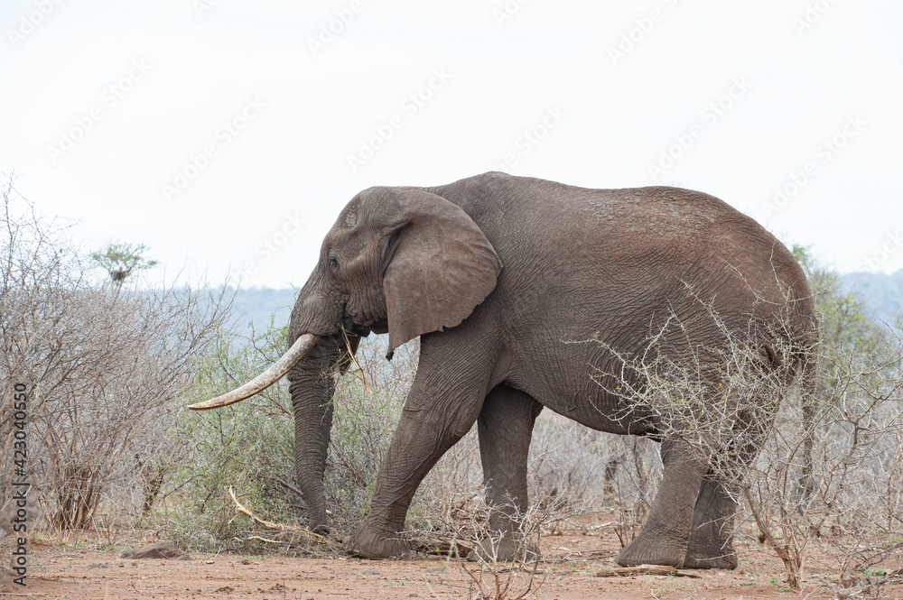 Obraz premium African Elephants seen on a safari in South Africa