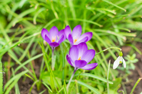 Many crocus flowers in growing the garden, white and purple flower colors, spring seasonn blooming signs, tiny flowers as a first sighn of spring and winter ending, new season is comming photo
